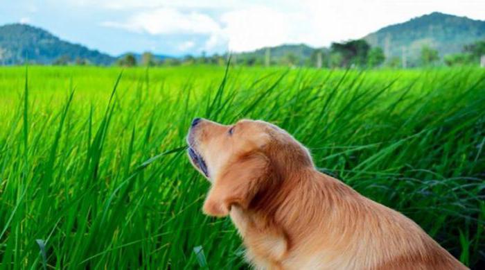 zakaj psi jedo trave odgovore
