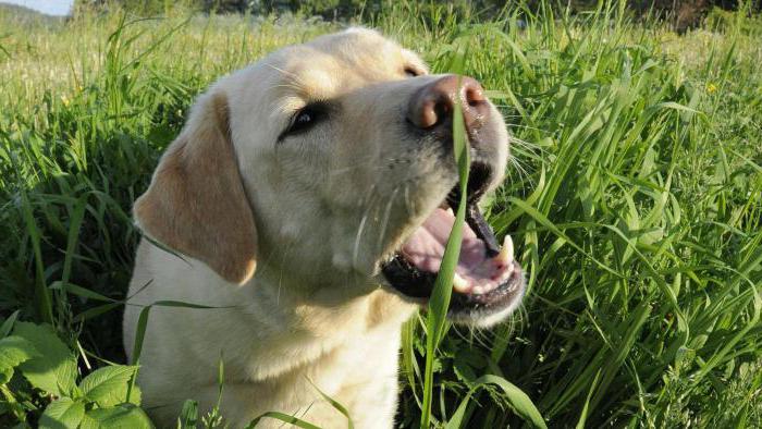 защо кучетата ядат трева отговори