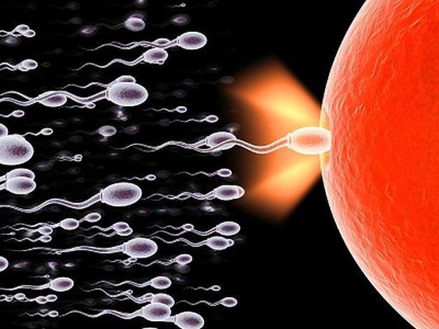 perché l'uomo ha un piccolo sperma?