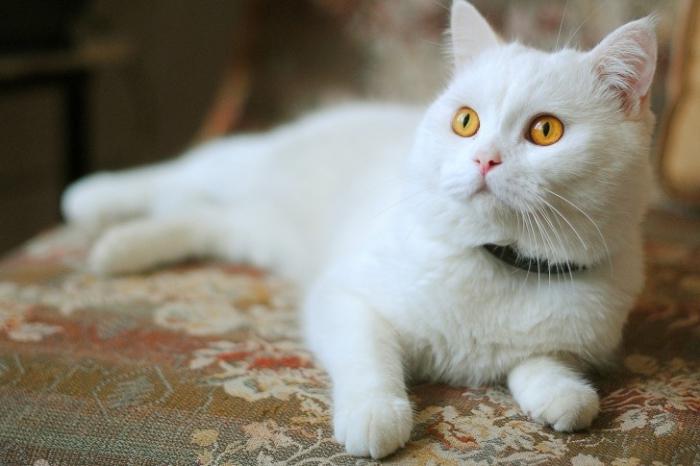 sanjska mačka bela mačka