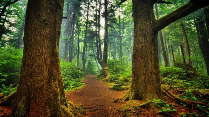 sogno camminare attraverso la foresta