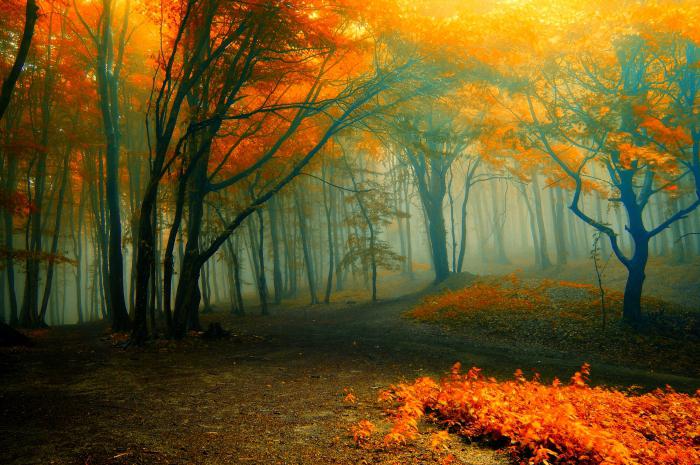 sen podzimního lesa