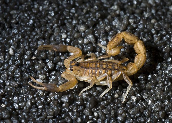 dlaczego marzysz o skorpionie