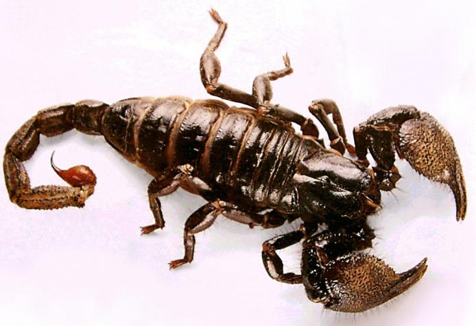 co skorpiony oznaczają we śnie