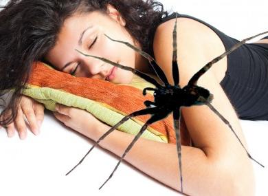 шта сања о пауковима и паучини