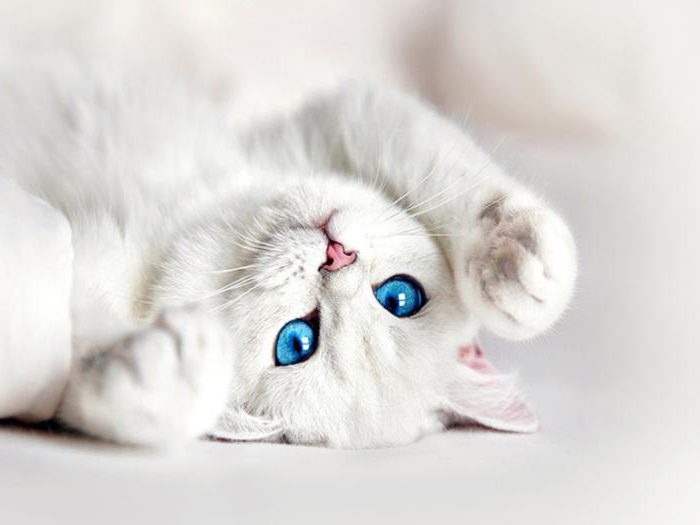co je sen bílé kočky