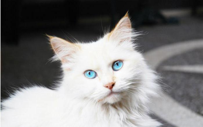 bela mačka v sanjah