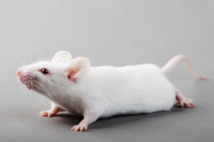jaký sen o bílé myši