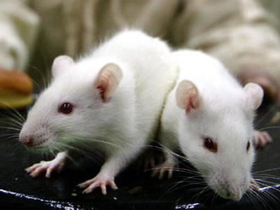 co sní o mnoha bílých myších