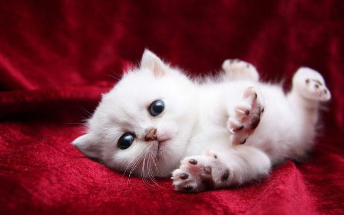 sen tlumočení bílá kočka