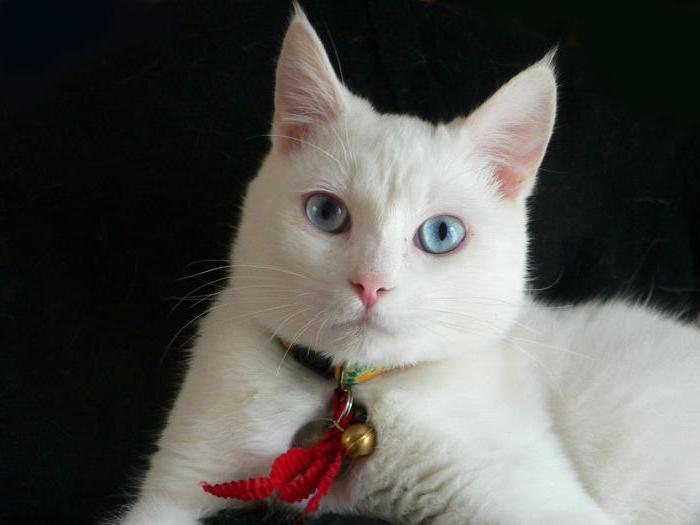 we śnie biały kot gryzie