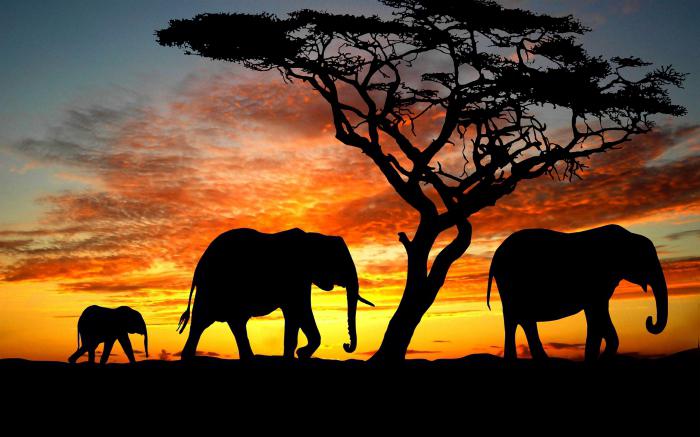 co sny o slonových slonech