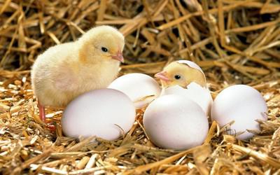 шта сања о кокошјим јајима