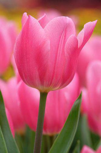 perché sogno di tulipani