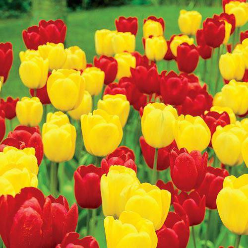 Wymarzony tulipan
