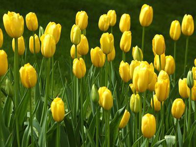 sen žluté tulipány