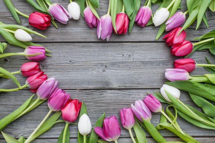 spací tulipány ve váze