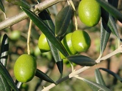 na czczo oliwy z oliwek