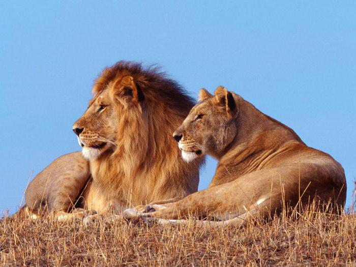 dlaczego lew jest królem zwierząt