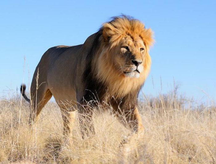 lav životinja