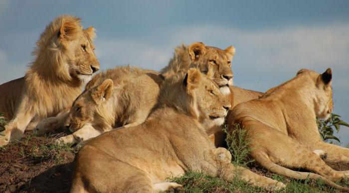 лов на лъвове за големи животни