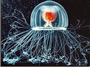 Medusa turritopsis nutricula