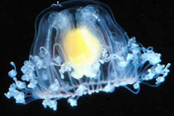 Besmrtna meduza turritopsis nutricula zašto besmrtna
