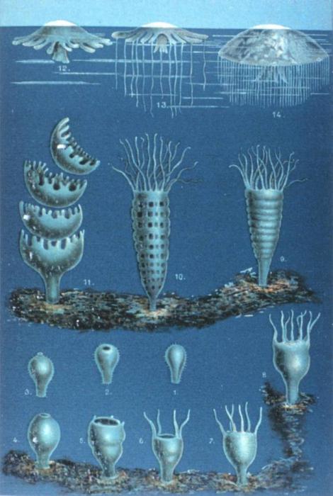 Besmrtna meduza turritopsis je jedina besmrtna stvorenja