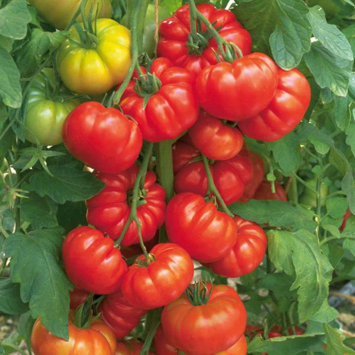 liście pomidora zwinięte w kłębek
