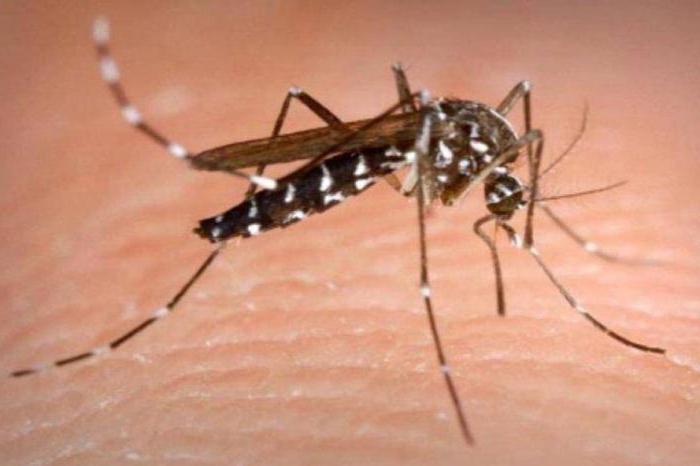 zašto gristi komarac