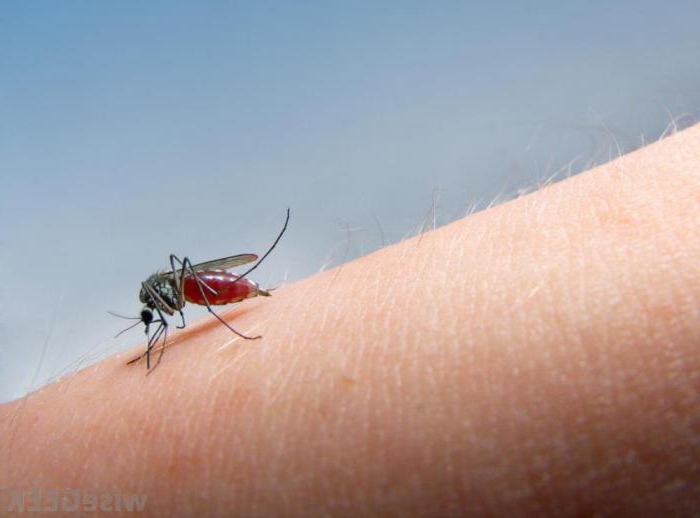 како помазати ујед комарца како не би сврбио