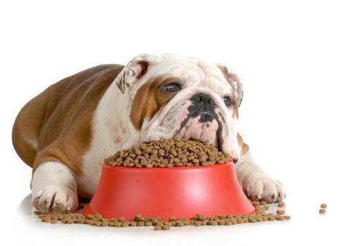 proč štěně škytavka po jídle