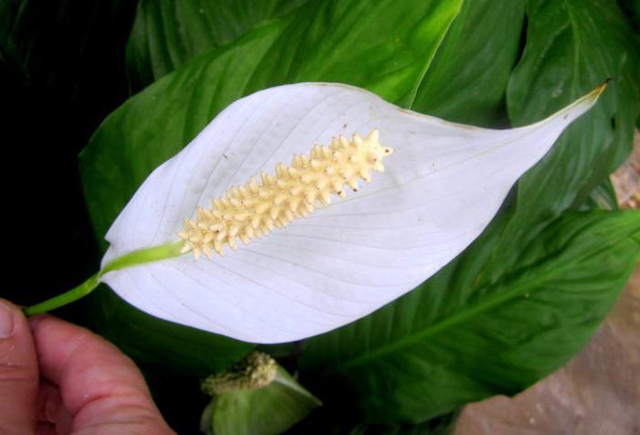 листата на spathiphyllum стават жълти