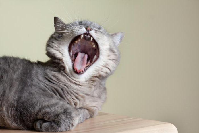 proč kočka voní z úst