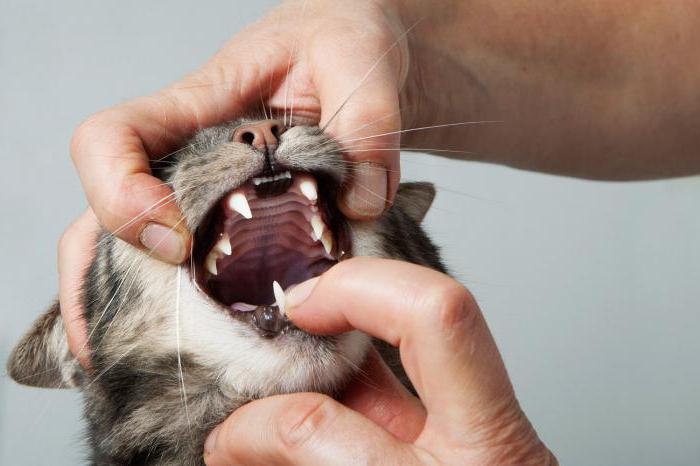 zakaj mačke v ustih vonjav gnile