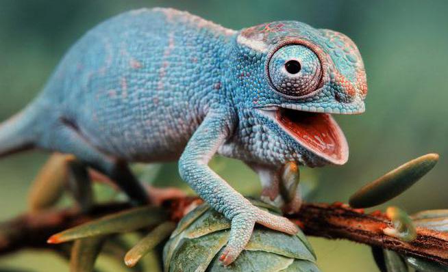 zakaj kameleon spremeni barvo kože