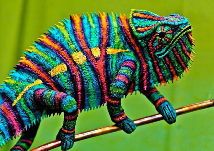dlaczego kameleon zmienia kolor