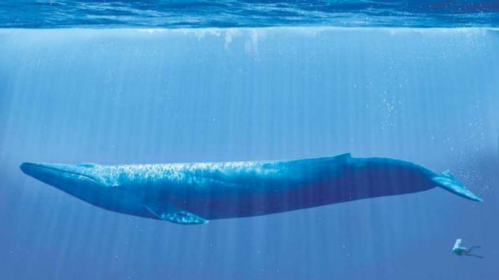 proč se velryby ponořily do pobřeží