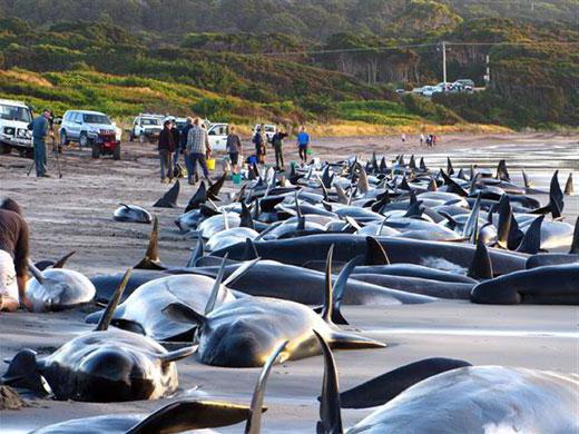 dlaczego wieloryby są rzucane na brzeg