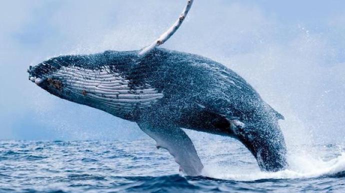 защо сините китове се хвърлят на брега