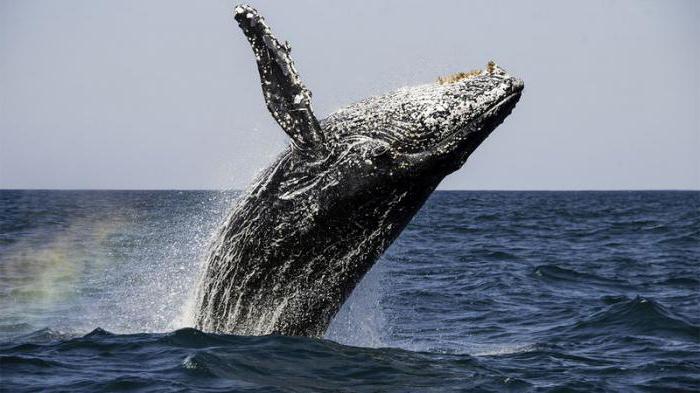 proč jsou velryby vylidněny na legendě na břehu