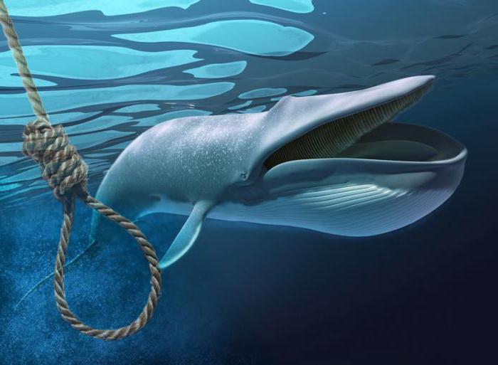 зашто се китови бацају на обалу и умиру