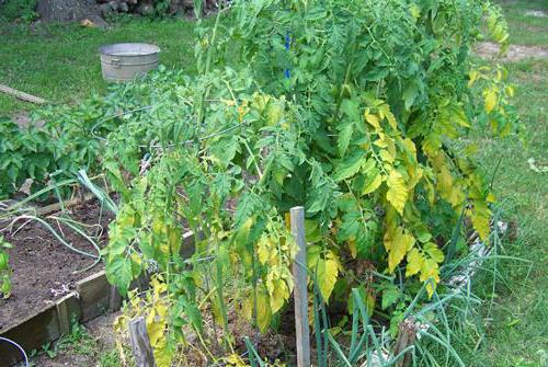 Pomidory w otwartym terenie zamieniają żółte liście