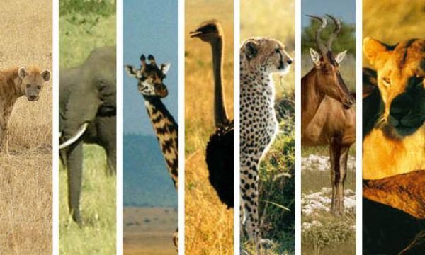mondo animale dell'Africa