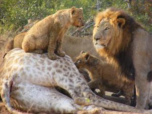 životinjski svijet predatora afrika
