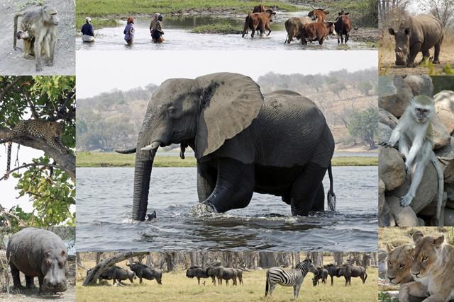 świat zwierząt Afryka 2014