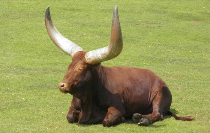 огромен див бик