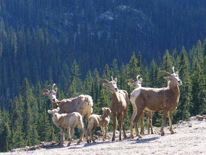 fotografija planinske koze