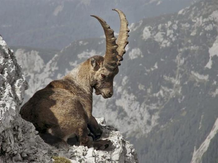 polowanie na kozy górskie