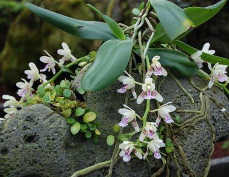 диви орхидеи